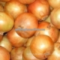 Cebolla amarilla / 5-7cm cebolla china fresca / pequeña cebolla roja